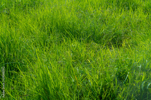 Close up green meadow for background.