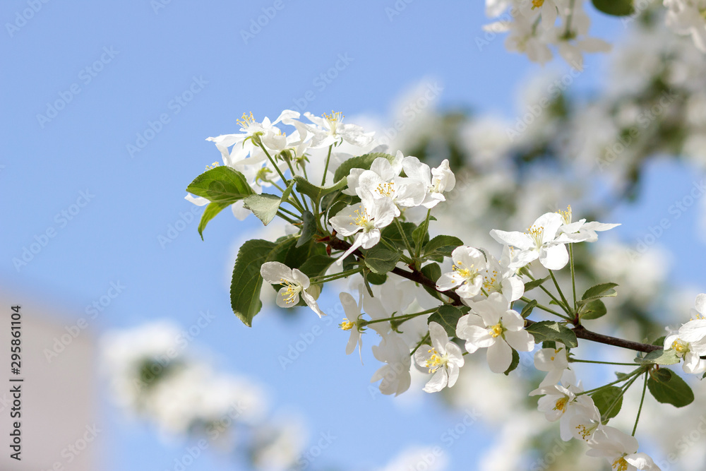 Obraz premium Blooming apple tree in spring time. Close-up.