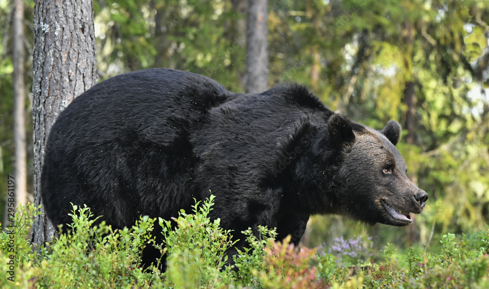 Brown bear with open mouth in the summer forest. Green forest natural background. Scientific name: Ursus arctos. Natural habitat. Summer season. Brown bear with open mouth in the summer forest. Green forest natural background. Scientific name: Ursus arctos. Natural habitat. Summer season.