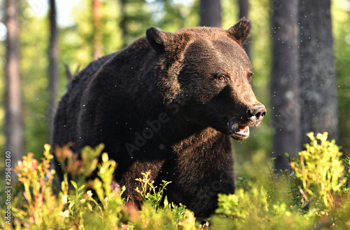 Close up portrait of Brown bear in the summer forest at sunset. Green pine forest natural background. Scientific name: Ursus arctos. Natural habitat. Summer season.