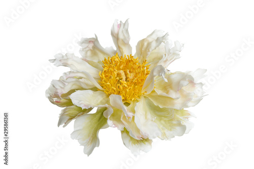 Rare variety peony flower with crumpled petals. Isolated on white background.