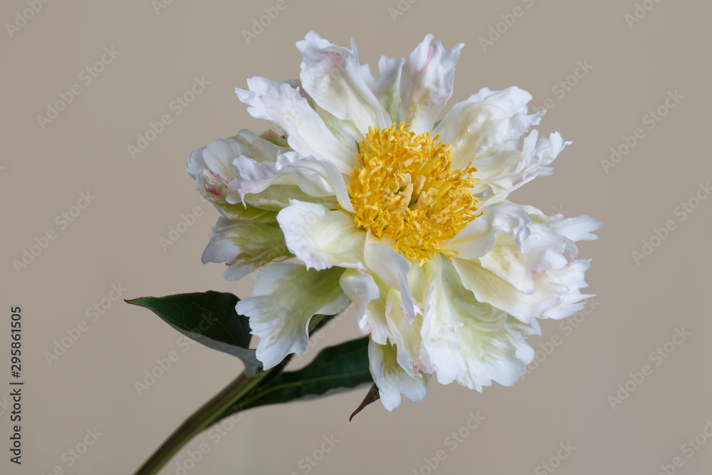 Rare variety peony flower with crumpled petals isolated on a beige background.