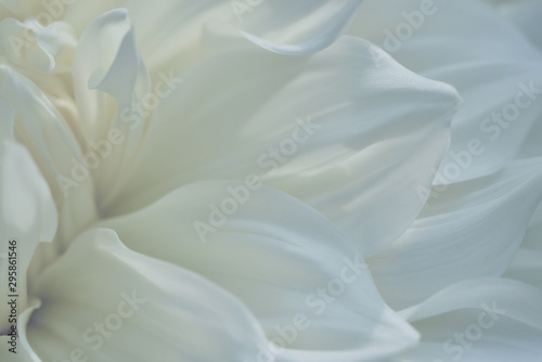 Tender texture of white petals of terry dahlia