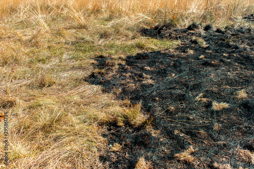 Burnt grass. Half burnt dry yellow grass. Fires from extreme heat