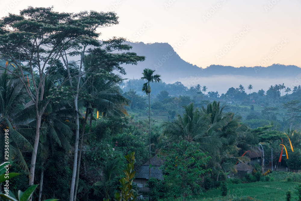 morning mist in the fields of bali indonesia