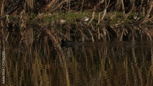 Rippling Relective Water lake Wooded Edge Coot Bird photo