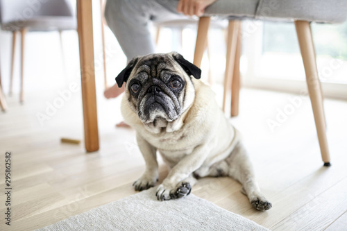 Old sad dog sitting on the floor, tired pug. Pet yearning under a table. Sadness dog