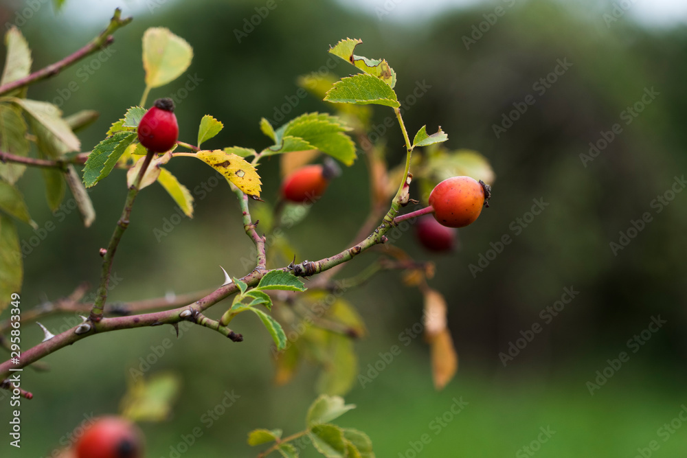 Rose hip, Dog rose red ripe fruits. Fresh raw briar (Rosa canina) berries in the garden. Natural autumn background. Herbal medicine. Medicinal plants and herbs concept.