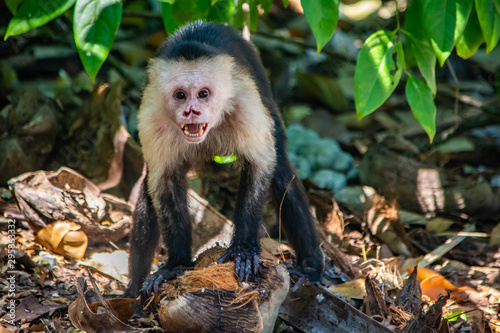 monkey with coconut