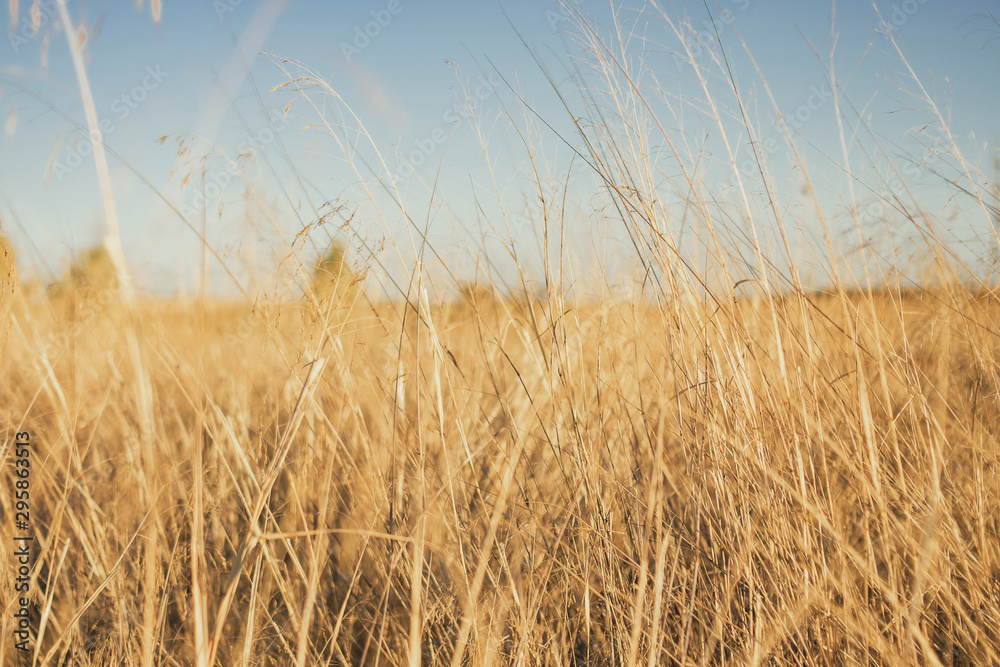 Fototapeta premium Dry leaves accompany me on the road through the countryside
