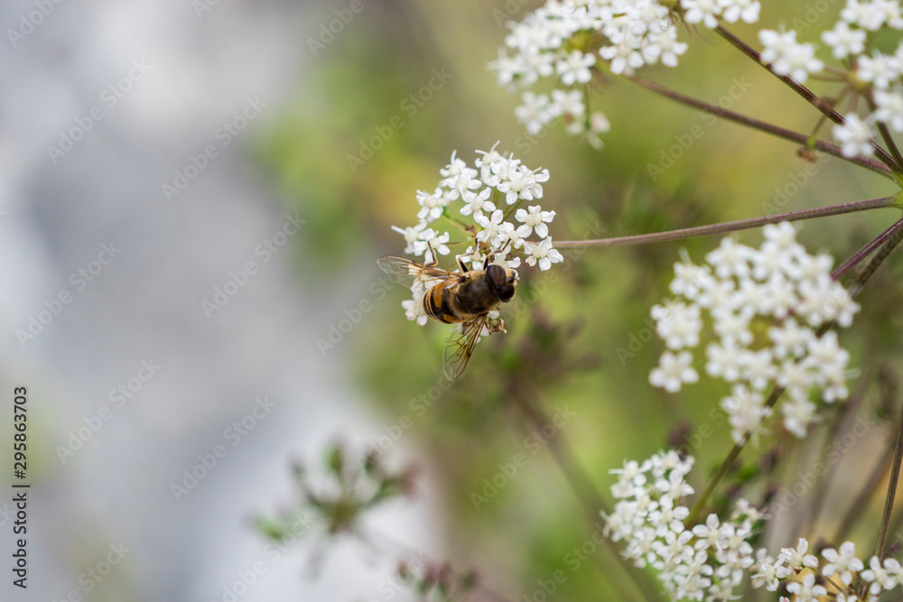 Honey bee pollinate white flower in the spring meadow. Seasonal natural scene. Honey bee pollinate white flower in the spring meadow. Seasonal natural scene.