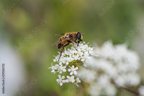 Close up of honey bee collecting pollen on white rape flower