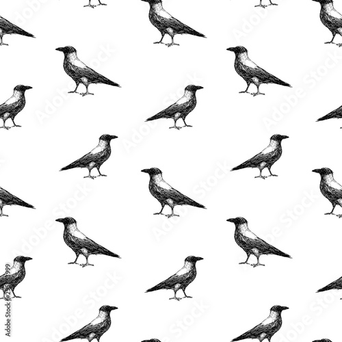 Seamless pattern of sketches of big crow