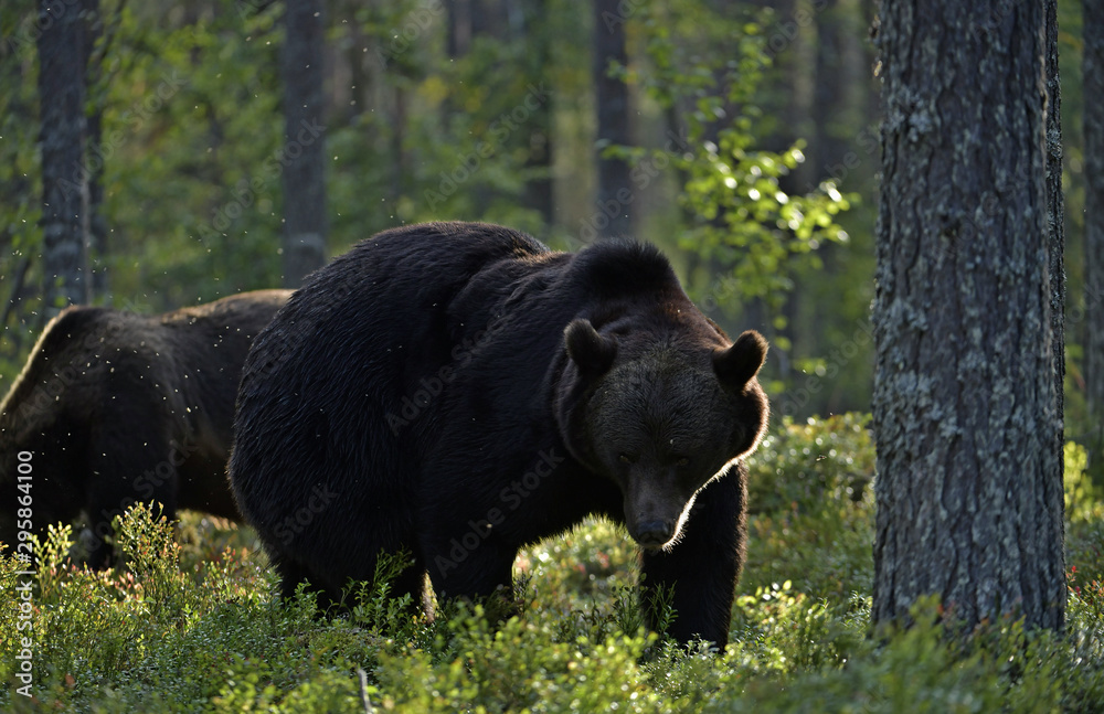 Brown bear in the summer forest at sunset. Green forest natural background. Scientific name: Ursus arctos. Natural habitat. Summer season. Brown bear in the summer forest at sunset. Green forest natural background. Scientific name: Ursus arctos. Natural habitat. Summer season.