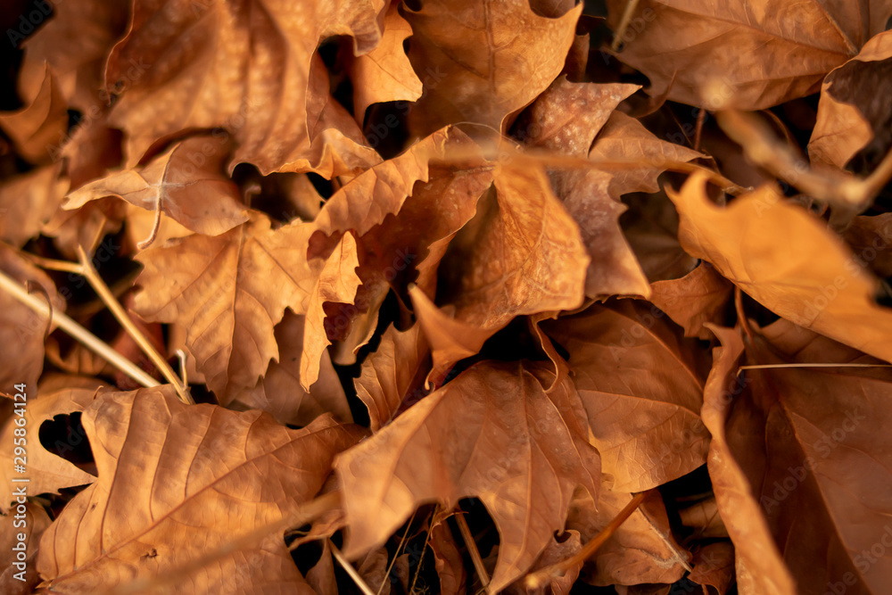 Close-up of the arrival of autumn in the city Close-up of the arrival of autumn in the city