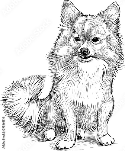 Sketch of sitting cute spitz dog