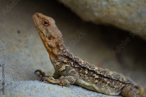Lizard Sitting On A Stone