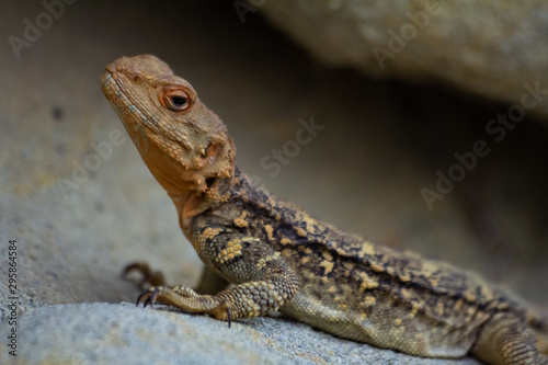 Lizard Sitting On A Stone © revol_deeps