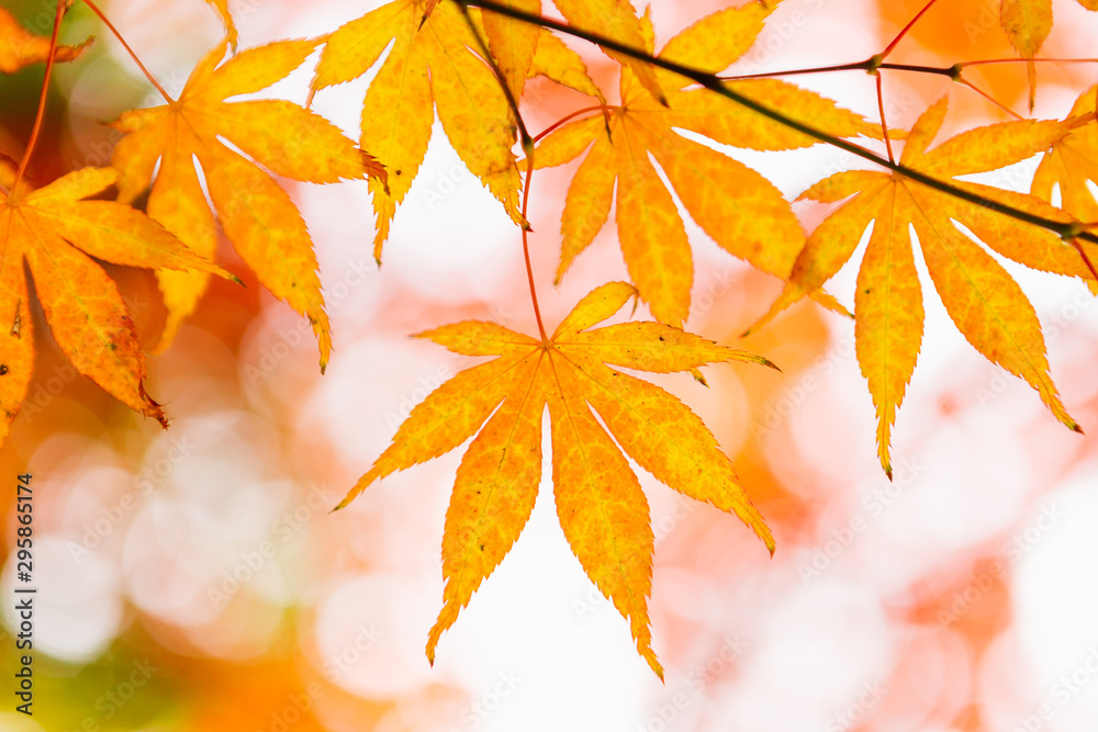 Yellow Maple.Autumn colored leaves. Autumn background. Yellow Maple.Autumn colored leaves. Autumn background.