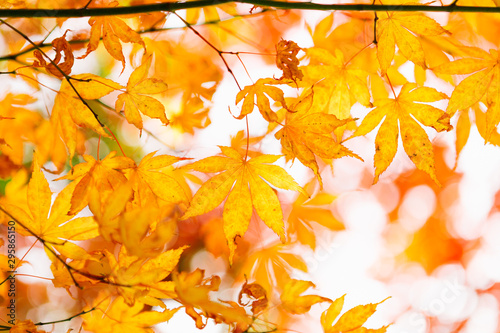 Yellow Maple.Autumn colored leaves. Autumn background.