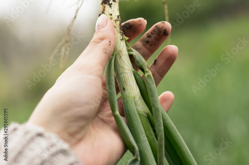 Woman is holding a spring onion freshly pulled out of the soil. Farmer holding green onion. Organic food