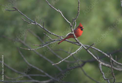 Northern cardinal, red finch, michigan,usa © Peter