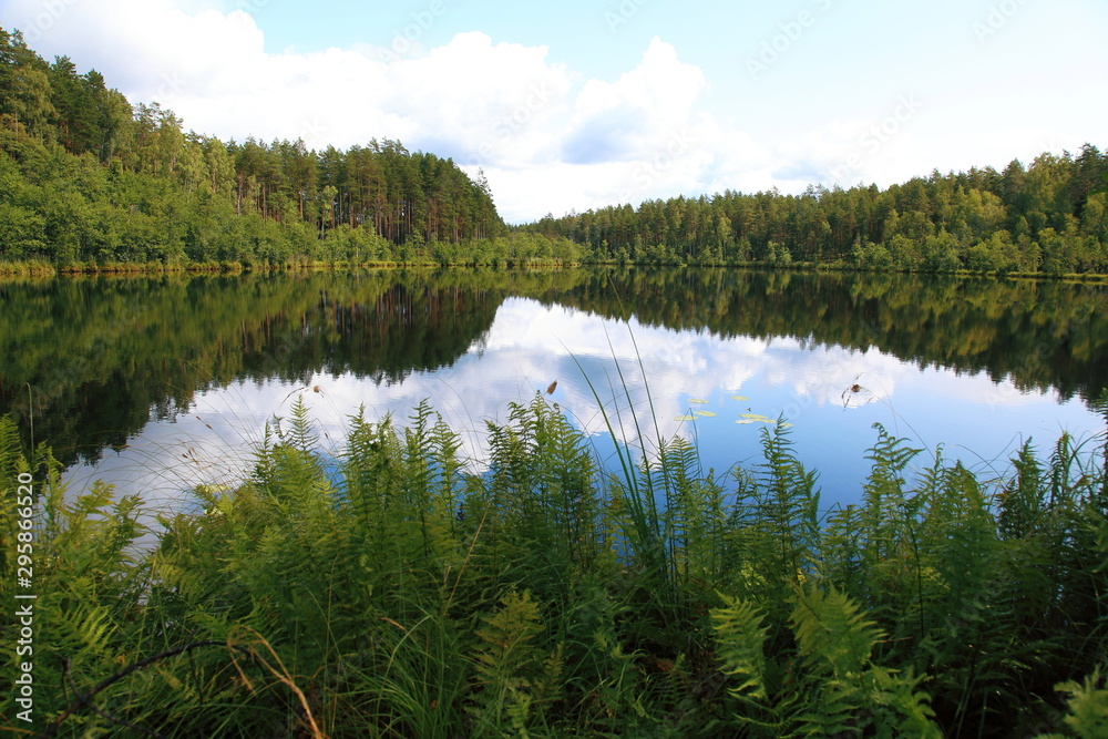 Obraz premium Picturesque bright landscape with the view of the corner of the forest lake