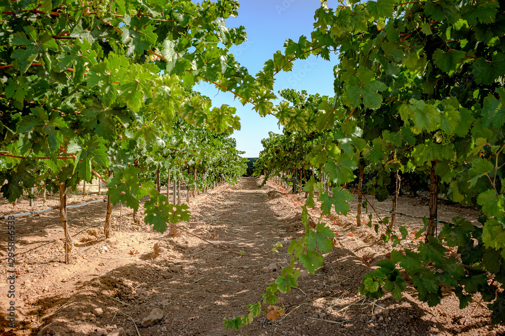 Row of vineyards in spanish winery