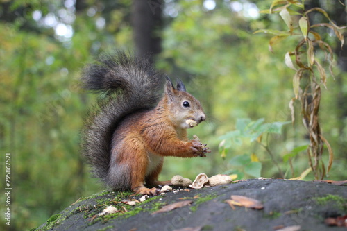 squirrels in the forest