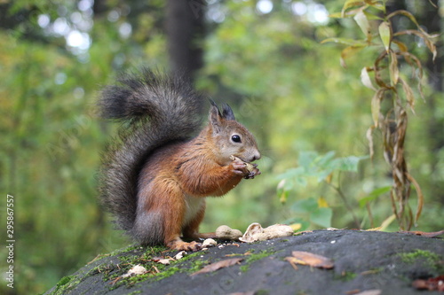 squirrels in the forest