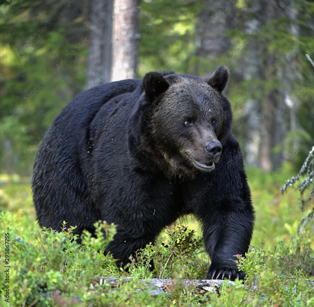 Brown bear in the summer forest. Front view. Green forest natural background. Scientific name: Ursus arctos. Natural habitat. Summer season. Brown bear in the summer forest. Front view. Green forest natural background. Scientific name: Ursus arctos. Natural habitat. Summer season.
