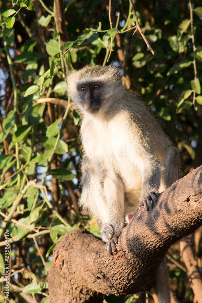 African wildlife: vervet monkey in a tree in a national park during a safari in Africa