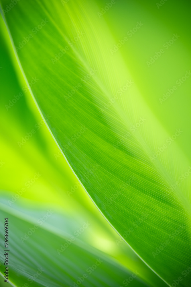 Nature of green leaf in garden at summer. Natural green leaves plants using as spring background cover page greenery environment ecology wallpaper Nature of green leaf in garden at summer. Natural green leaves plants using as spring background cover page greenery environment ecology wallpaper