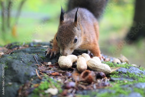 squirrels in the forest