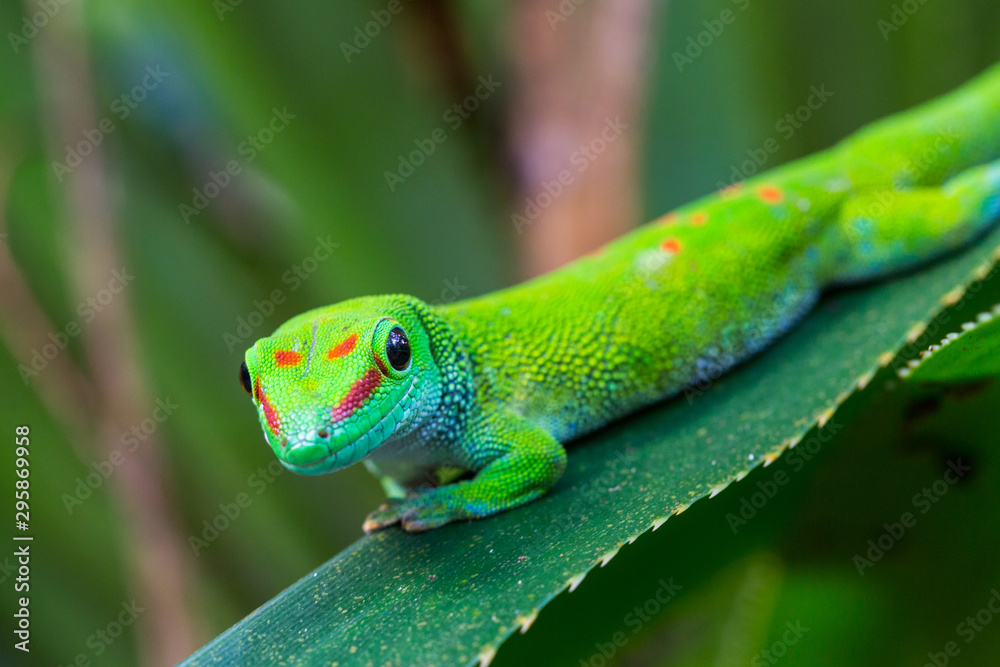 Fototapeta premium close-up Madagascar giant day gecko (phelsuma grandis) on green leaf