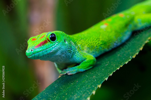 close-up side view Madagascar giant day gecko (phelsuma grandis) photo