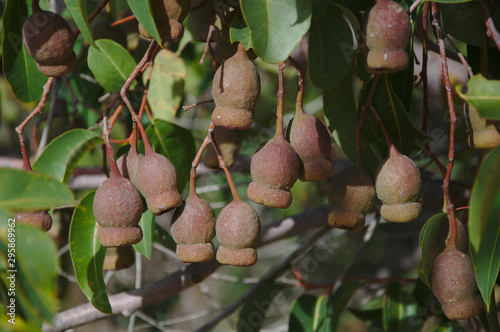 Gumnuts hanging from a marri tree photo