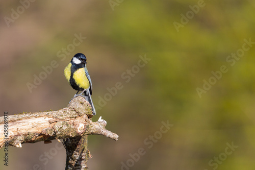 Canvas-taulu great tit bird (parus major) sitting on tree branch