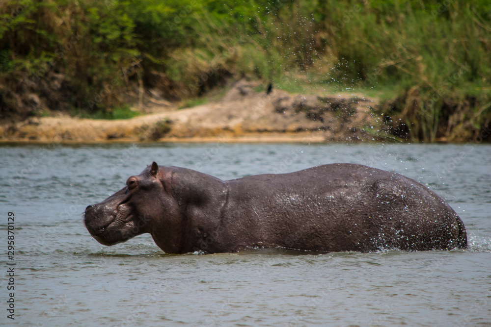 Hippo standing in the water of an African national park during a safari