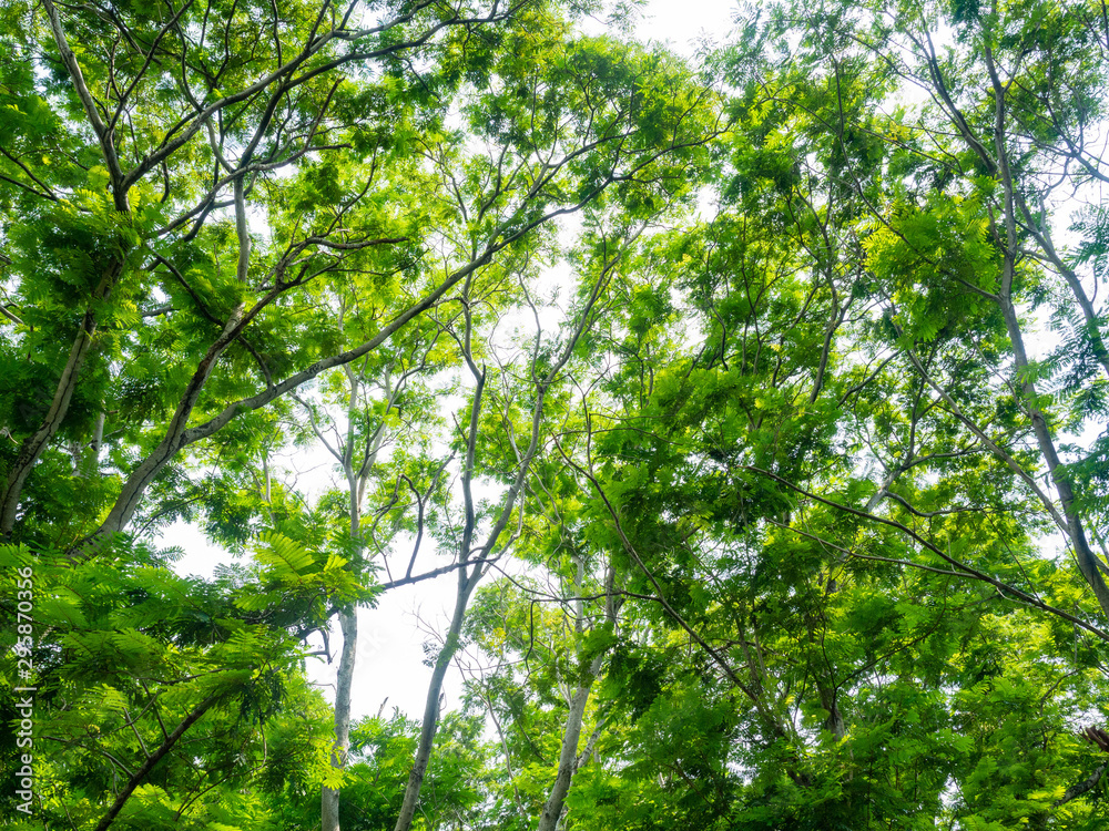 Obraz premium Forest in heart of the city,Tree color green,Nature makes fresh air,At Sri Nakhon Khuean Khan Park and Botanical Garden in Bangkok Thailand