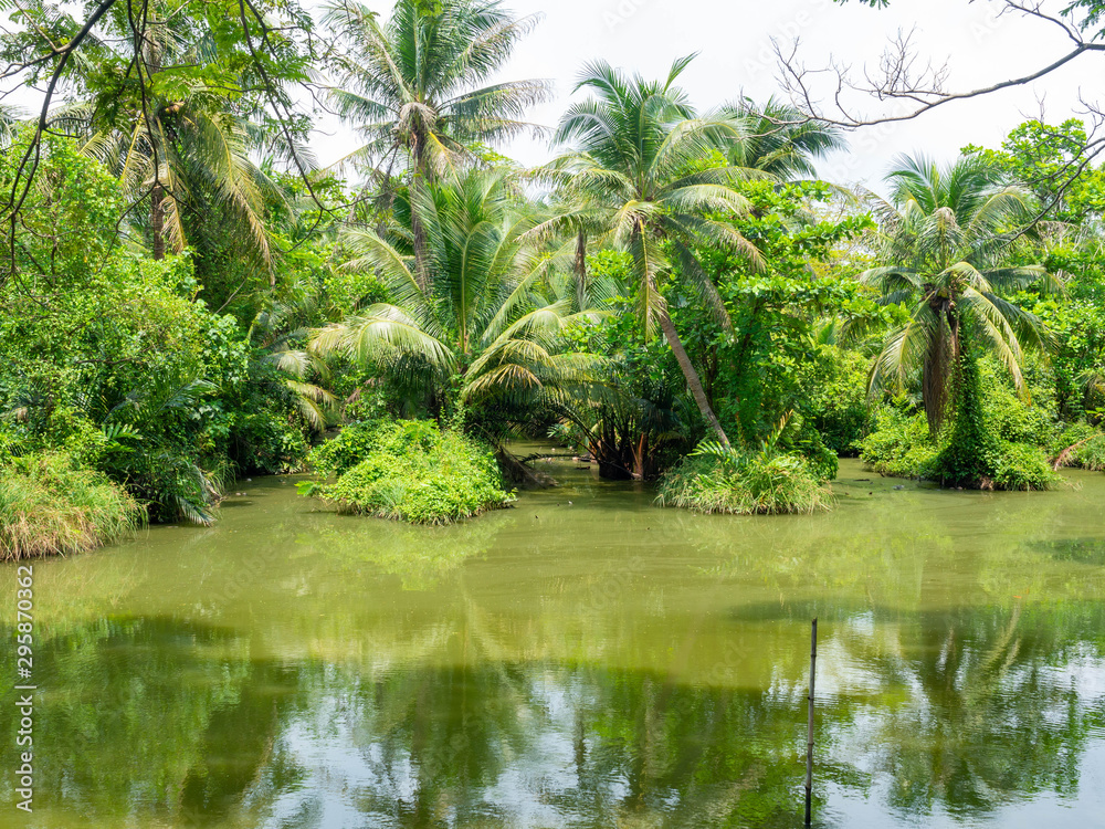 Coconut tree on garden,Leaf is taper,Surrounded is river,At Sri Nakhon Khuean Khan Park and Botanical Garden in Bangkok Thailand
