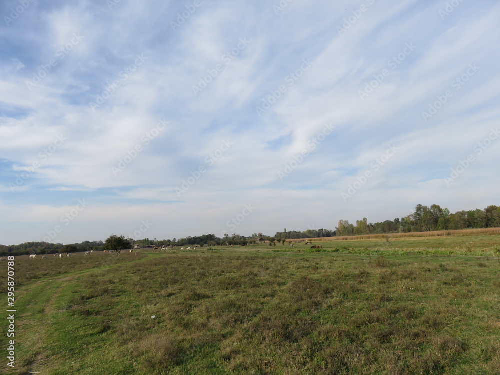 Zasavica nature reserve Serbia animal pasture green field landscape