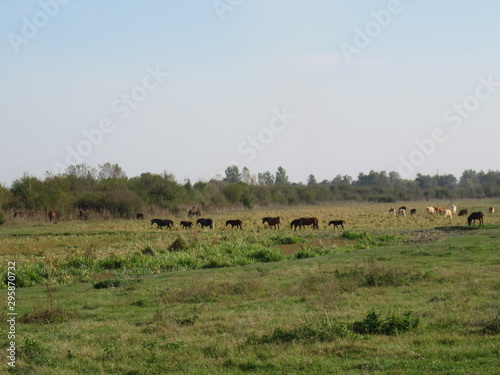 Zasavica nature reserve Serbia herd of horses grazing in the field autumn © Mladen