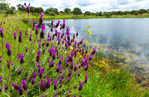 Photos LAVENDER - CANTUESO (Lavandula stoechas), Monfrague National Park, Caceres, Extr