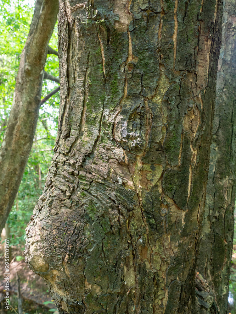 Pattern of wood with cracks and groove,Tall tree in the forest,At Sri Nakhon Khuean Khan Park and Botanical Garden in Bangkok Thailand Pattern of wood with cracks and groove,Tall tree in the forest,At Sri Nakhon Khuean Khan Park and Botanical Garden in Bangkok Thailand