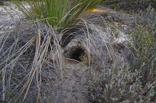 An animal hole possibly a fox, rabbit or large lizard under a grasstree, Gingin, Western Australia