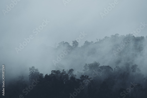W mgle i lasach tropikalnych ciemność