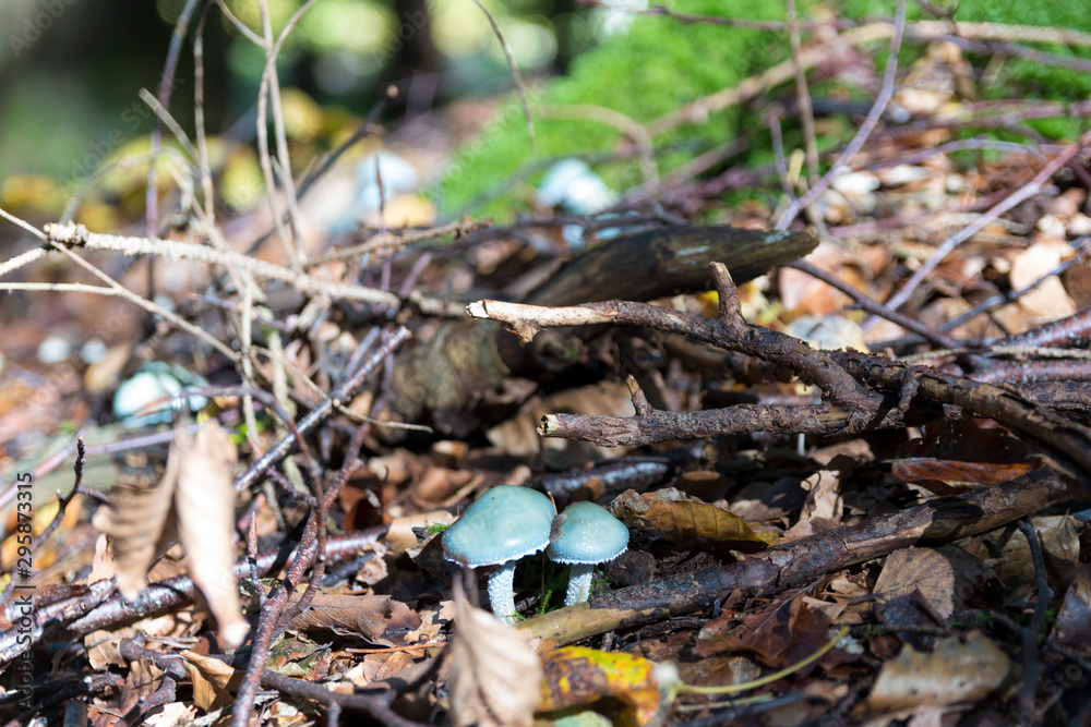 blue mushrooms in the forest blue mushrooms in the forest