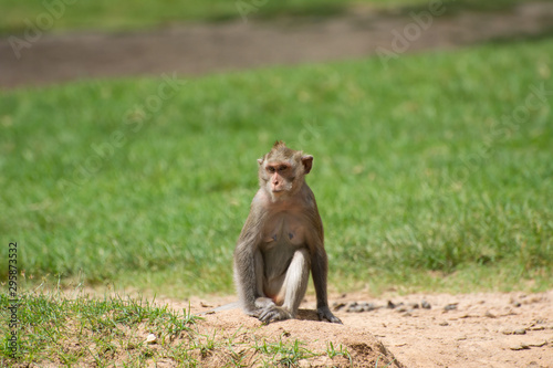 A monkey sitting on the grass © fri9thsep