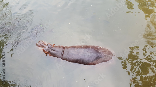 High angle view of a hippopotamus in a pond